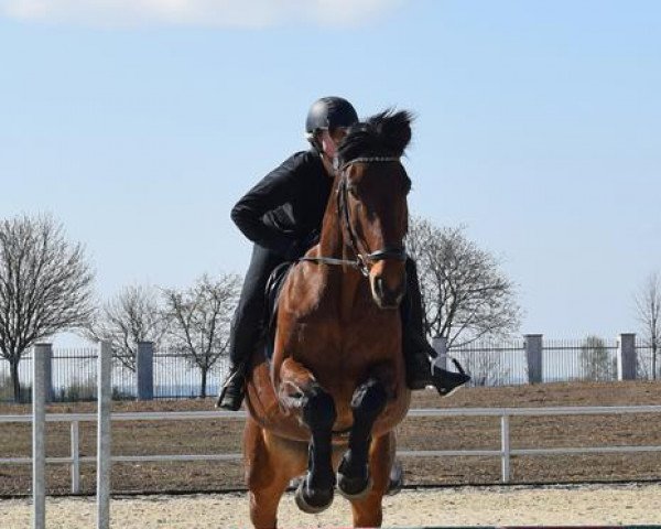 broodmare Cosida (Holsteiner, 2009, from Cosido)