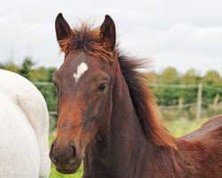 Springpferd Balourano KS (Oldenburger Springpferd, 2021, von Balou du Rouet)