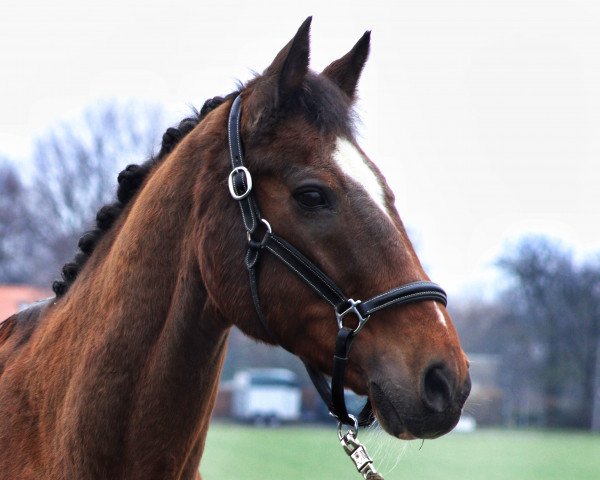 horse Castor (Hanoverian, 2000, from Prinz Pacelli)