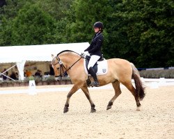 dressage horse Mr. Twilight (Fjord Horse, 2014, from Mr. Tveiten N.2591)