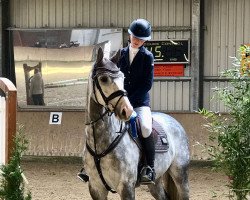 jumper Hansemann 5 (Oldenburg show jumper, 2018, from Hickstead White)