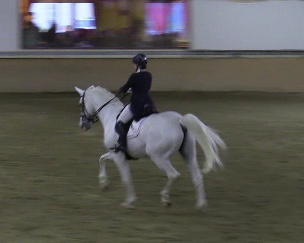 Reitturnier Kottingbrunn 2023
