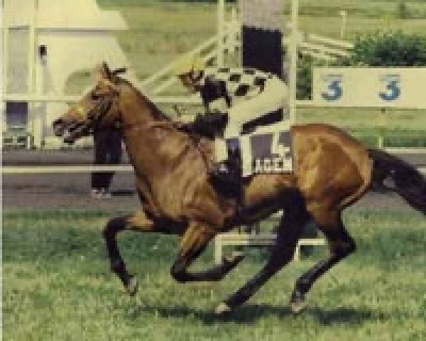 stallion Dearling Joli AA (Anglo-Arabs, 1994, from Dearling AA)