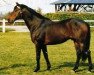 stallion Dearling AA (Anglo-Arabs, 1988, from Iris Noir xx)