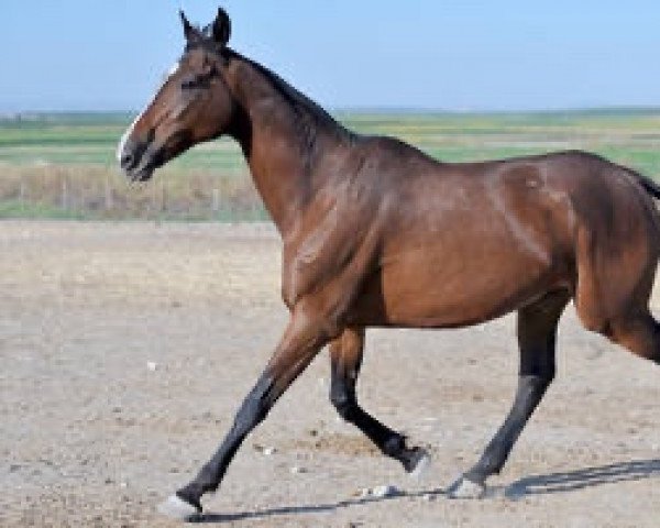 broodmare Baturra AA (Anglo-Arabs, 1995, from Zafarrancho AA)