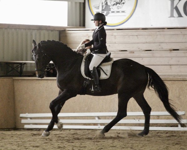 dressage horse Federball 22 (Hanoverian, 2009, from For Compliment)