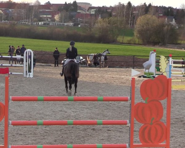 Reitturnier Zwickau 2023