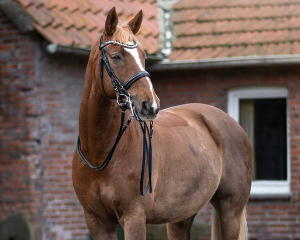 dressage horse Fionn 3 (Hanoverian, 2010, from Fiderstar)