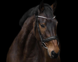 Pferd Lapaz TN (Trakehner, 2011, von Benz)