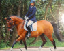 dressage horse Lara 198 (Brandenburg, 1995, from Lauries Crusador xx)