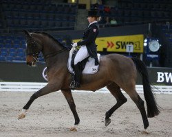 dressage horse Tellwell (Swedish Warmblood, 2000, from Tip-Top)