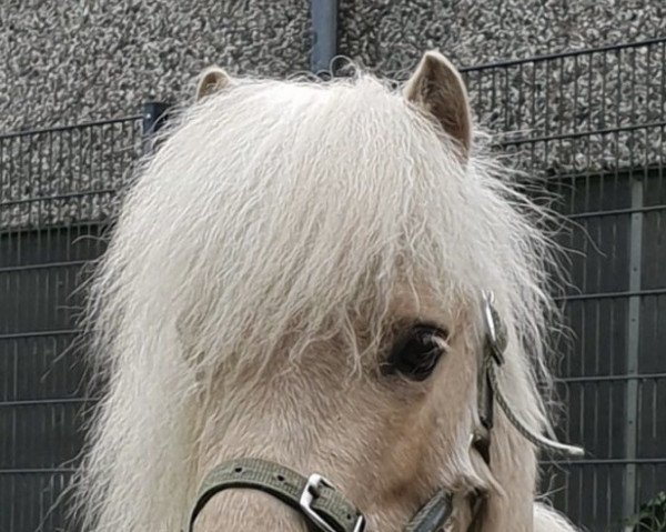 Pferd Isco von Freesenhus (Shetland Pony, 2014, von Kenstone Icarus)