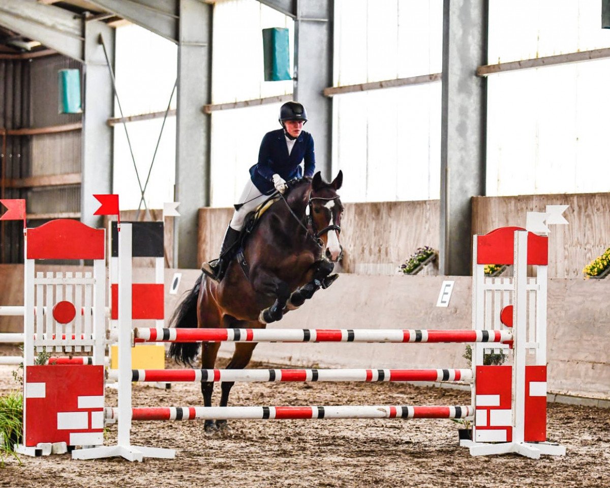 jumper Amanda S 2 (Hanoverian, 2011, from Amalgan)