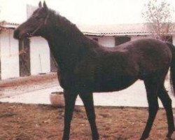 stallion Charlie Bubbles xx (Thoroughbred, 1971, from Wolver Hollow xx)