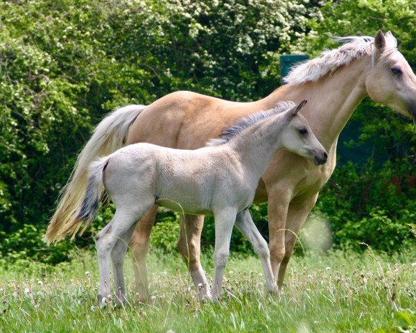 dressage horse Delight (German Riding Pony, 2021, from D-Power AT)