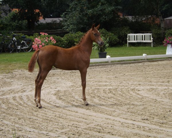 broodmare Samba´s Queen (Oldenburg show jumper, 2016, from Perigueux)
