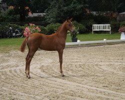 Zuchtstute Samba´s Queen (Oldenburger Springpferd, 2016, von Perigueux)