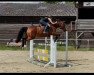 jumper Cokane in my brain (Hanoverian, 2006, from Chalet)