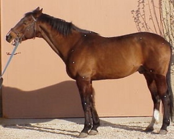 stallion Amphitrion AA (Anglo-Arabs, 1988, from Prince Ig'Or AA)