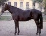 stallion Knour de Plaisance AA (Anglo-Arabs, 1982, from Juriste AA)