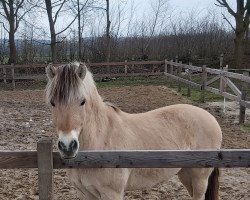 horse Søkildegaards Adonis (Fjord Horse, 2012, from Ingolf Kjærgård)