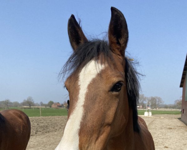broodmare Victoria L (German Riding Pony, 2010, from Vincent)