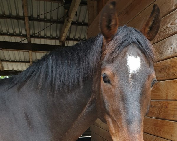 dressage horse Don Dolittle (German Sport Horse, 2004, from Dark Dream)