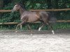 dressage horse Sherlys Ostersonntag (German Riding Pony, 2011, from Cedrik)