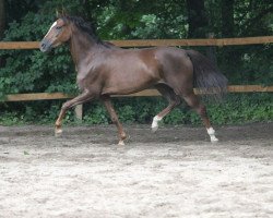 Dressurpferd Sherlys Ostersonntag (Deutsches Reitpony, 2011, von Cedrik)