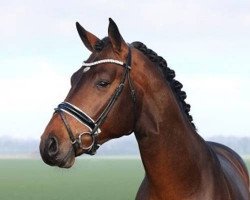 stallion Elantic (Oldenburg, 2018, from Erdinger)