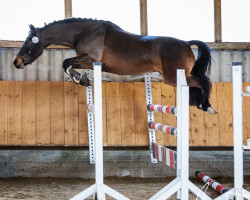 dressage horse Top Cariño (Pony without race description, 2019)