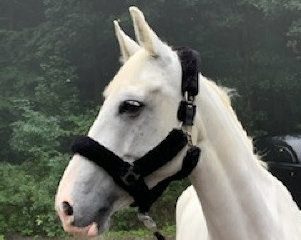 horse White Fire Uk (anglo european sporthorse, 2014)