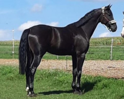 dressage horse Don Maceo EE (Hanoverian, 2018, from Don Martillo)