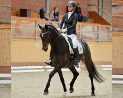 dressage horse Florisco Royal (Oldenburg, 2016, from Florenz 71)