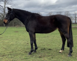 broodmare Umbella (Oldenburg, 2010, from Ustinov)