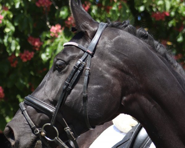 broodmare Felicitas 263 (Oldenburg, 2015, from Fürsten-Look)