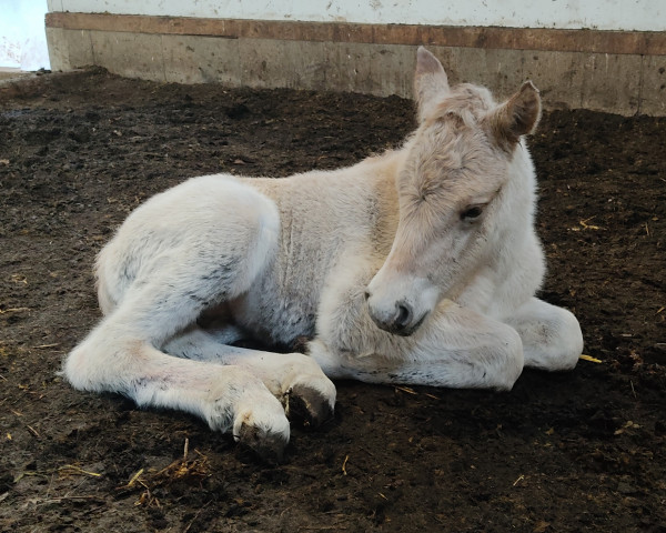 horse Knut (Fjord Horse, 2023, from Kalusha)