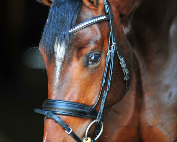 dressage horse Florida's Dream (Hanoverian, 2015, from Tannenhof's Fahrenheit)