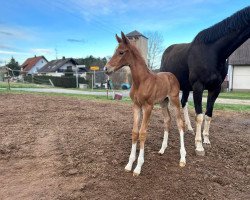 Dressurpferd Great Heart RW (unbekannt, 2023, von Ghost of Winnetou RW)