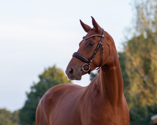 dressage horse Schützenkönig 3 (Hanoverian, 2019, from Sarotti Mocca-Sahne)