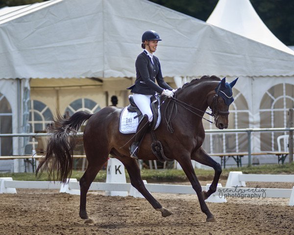 dressage horse San Tiano (Hanoverian, 2015, from Sarotti Mocca-Sahne)