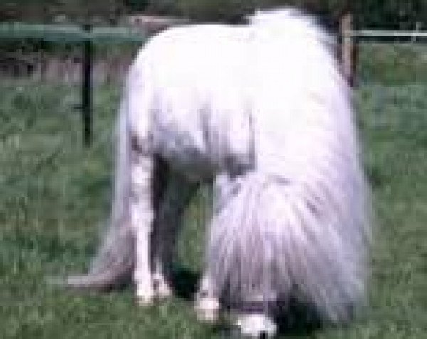 stallion Ludo de Valk (Shetland pony (under 87 cm), 1993, from Adrie de Valk)