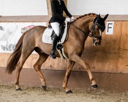 dressage horse Saint-Germain (Hanoverian, 2008, from Santino)