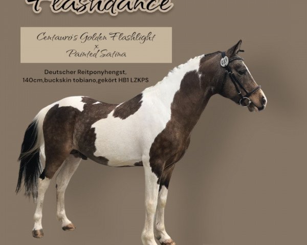 Deckhengst Flashdance (Deutsches Reitpony, 2007, von Centauro's Golden Flashlight)