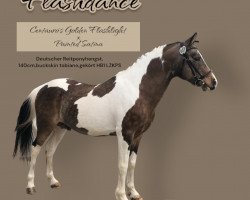 Pferd Flashdance (Deutsches Reitpony, 2007, von Centauro's Golden Flashlight)