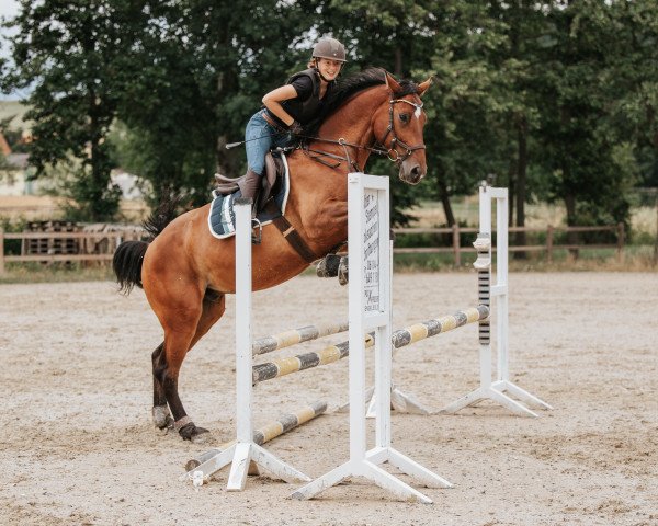 jumper Lacandor 4 (German Sport Horse, 2015, from Landstreicher)