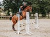 jumper Lacandor 4 (German Sport Horse, 2015, from Landstreicher)