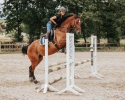 jumper Lacandor 4 (German Sport Horse, 2015, from Landstreicher)