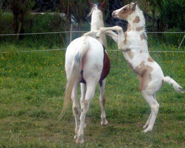 horse Takoda (German Warmblood, 2011, from Flashdance)