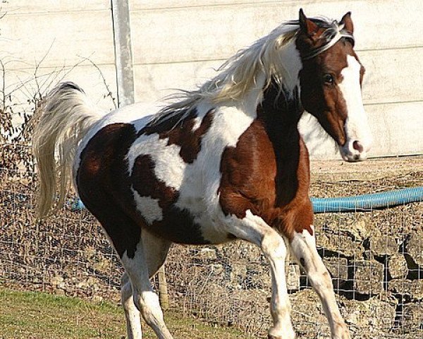 Zuchtstute Rehana (Pinto/Pleasure, 2000, von Running Mokassin)